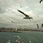 Ömer Uzgoren © Martılar